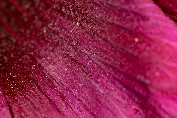 Rote Blume. Supermakro — Stockfoto