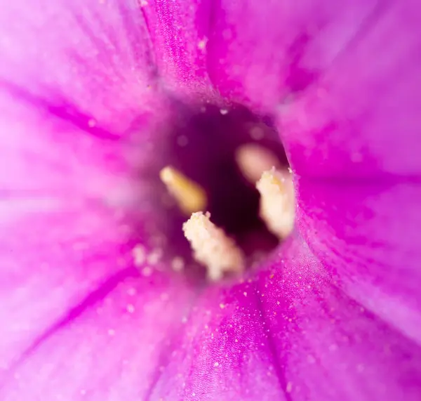 Poll in bloem op aard. Super macro — Stockfoto