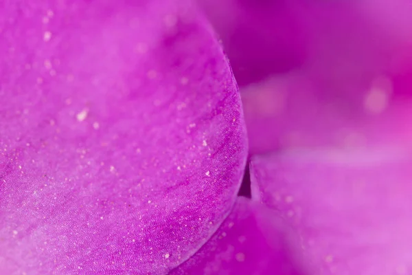 보라색 꽃입니다. 슈퍼 매크로 — 스톡 사진