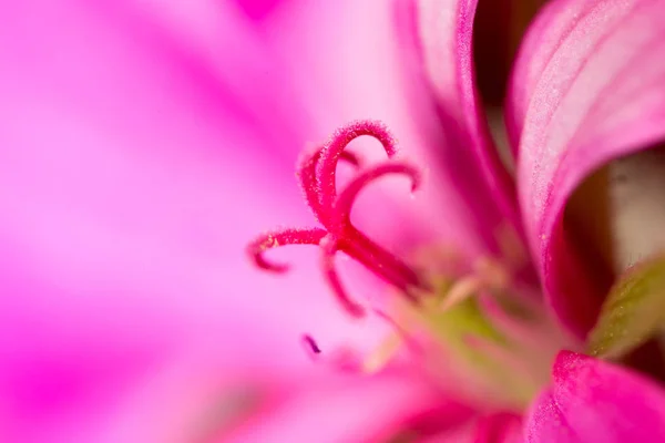 Pollen i blomman på naturen. Super makro — Stockfoto