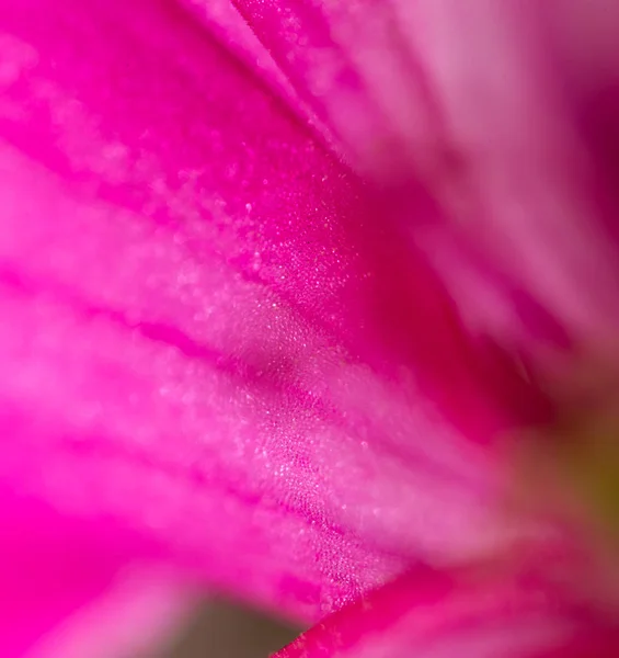 Röd blomma. Super makro — Stockfoto