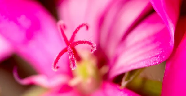 El polen en la flor a la naturaleza. super macro — Foto de Stock
