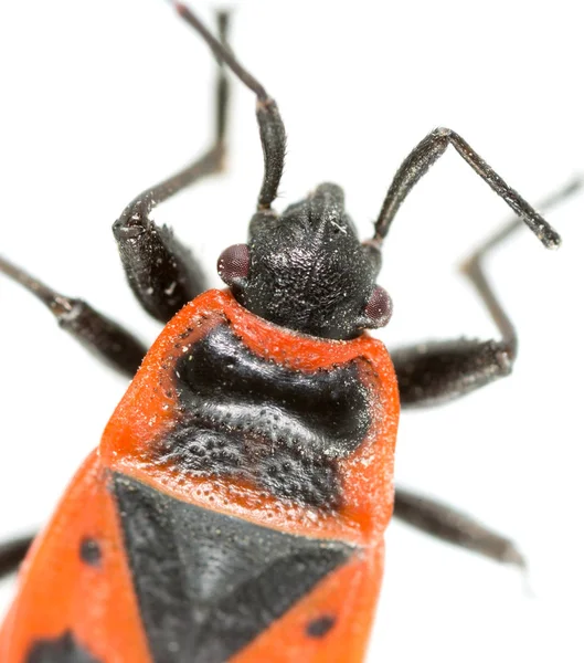 Roter Käfer auf weißem Hintergrund. Supermakro — Stockfoto