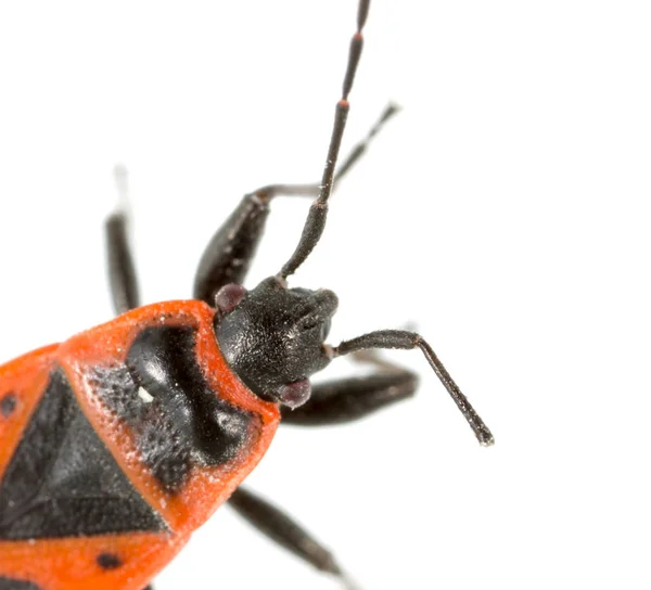 Roter Käfer auf weißem Hintergrund. Supermakro — Stockfoto