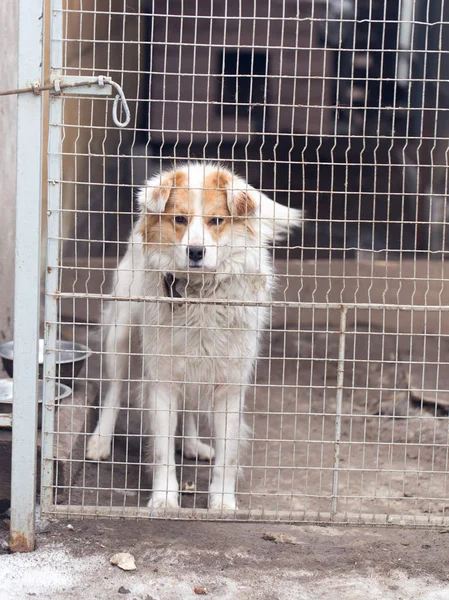Perro detrás de una valla — Foto de Stock