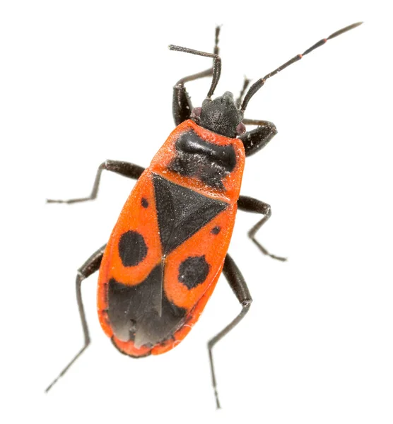 Red beetle on a white background. super macro — Stock Photo, Image