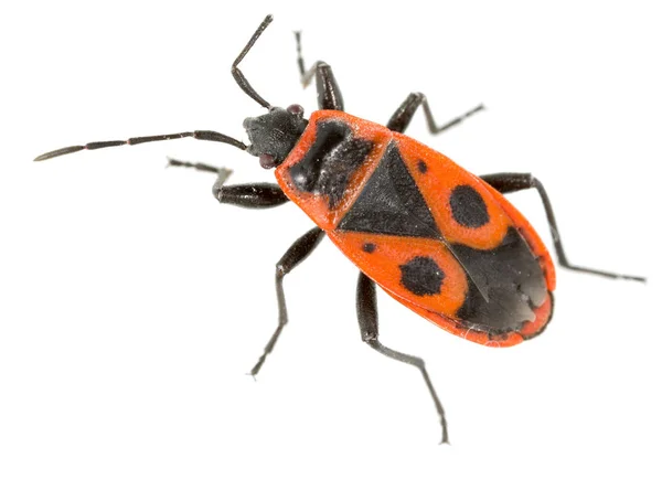 Red beetle on a white background. super macro — Stock Photo, Image