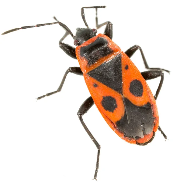 Red beetle on a white background. super macro — Stock Photo, Image