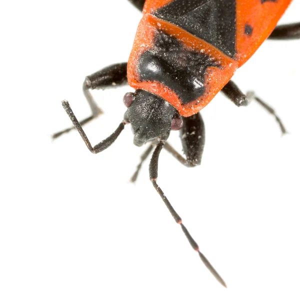 Escarabajo rojo sobre fondo blanco. super macro — Foto de Stock