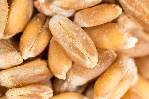 buğday tanesi. Super makro