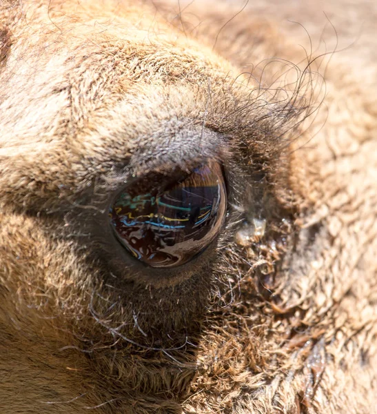 Ojos de un camello —  Fotos de Stock