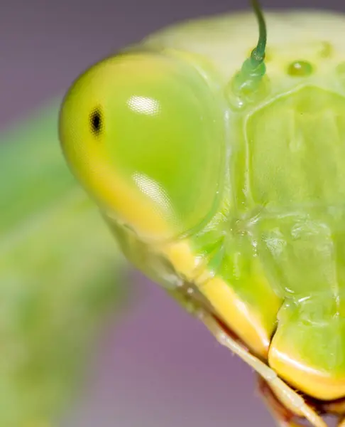 Portret van een bidsprinkhaan. Super macro — Stockfoto