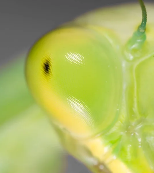 Gottesanbeterin Augen. Supermakro — Stockfoto