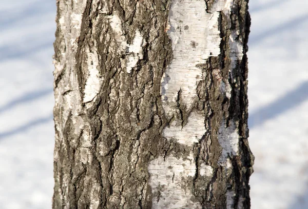 Björk stammen i naturen — Stockfoto