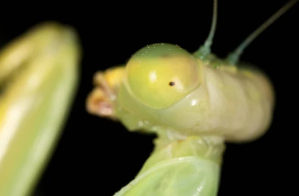 Portrét kudlanku. Super makro — Stock fotografie