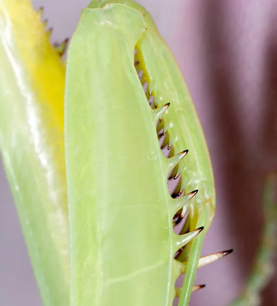 Mante des pattes. super macro — Photo