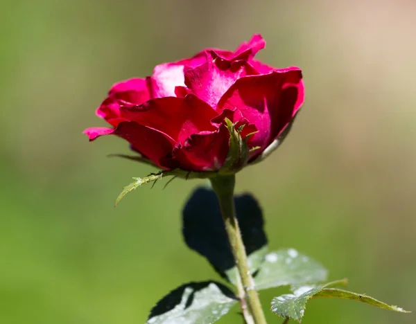 Rudá růže v přírodě — Stock fotografie