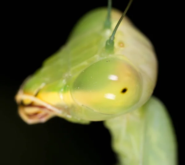 Portret van een bidsprinkhaan. Super macro — Stockfoto