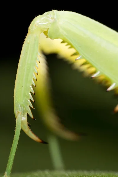 Tlapa mantis. Super makro — Stock fotografie