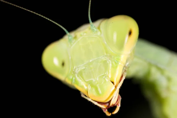 Retrato de una mantis religiosa. super macro —  Fotos de Stock