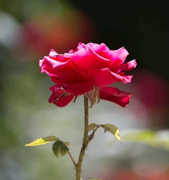 Beautiful rose in nature — Stock Photo, Image