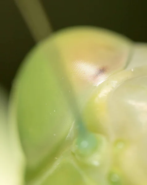 螳螂的眼睛。超级宏 — 图库照片