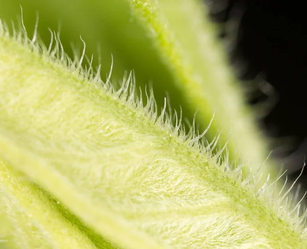 Groene plant. Super macro — Stockfoto