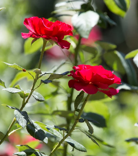 Mooie roos in de natuur — Stockfoto