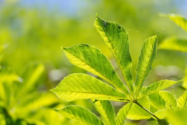 Chestnut leaves in nature — Stock Photo, Image