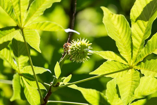 Kastanien auf dem Baum in der Natur — Stockfoto