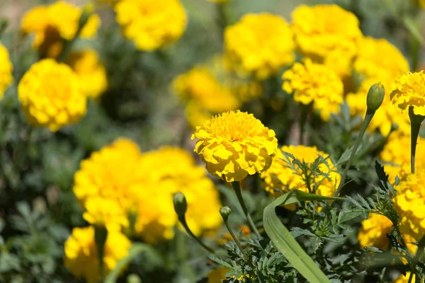 Krásné žluté květy na povaze — Stock fotografie