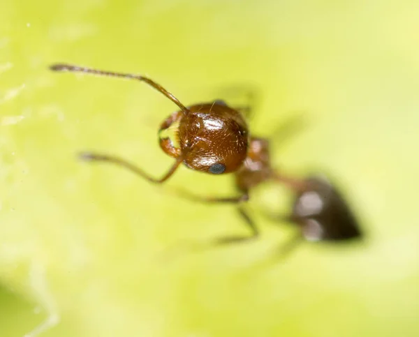 Hormiga en la naturaleza. super macro —  Fotos de Stock