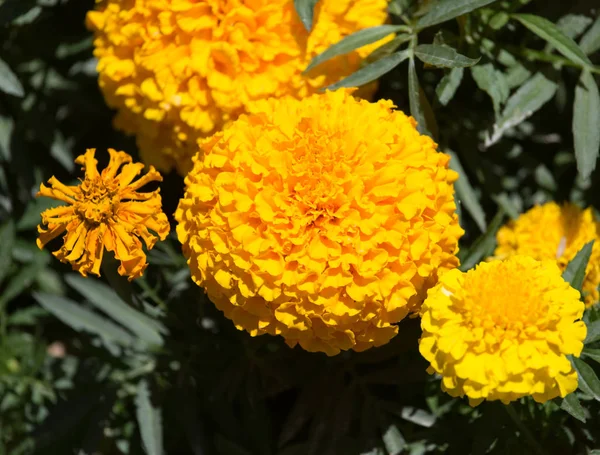 Красивые желтые цветы на природе — стоковое фото