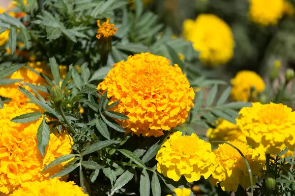 Schöne gelbe Blumen in der Natur — Stockfoto