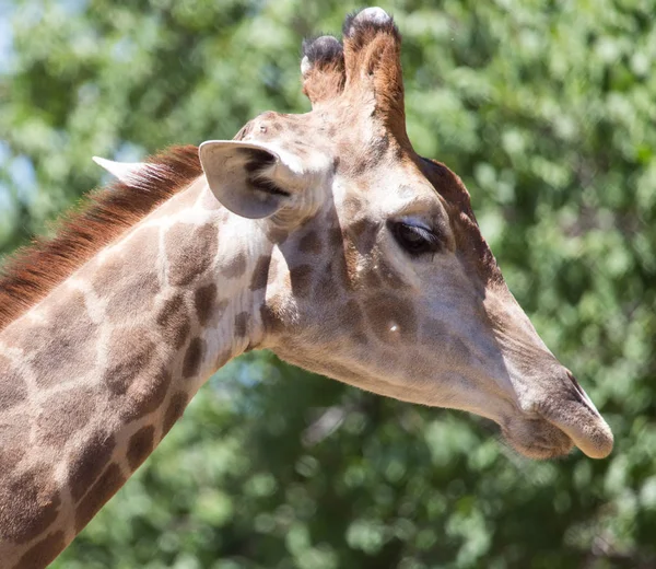 Portrait of giraffe on nature — Stock Photo, Image