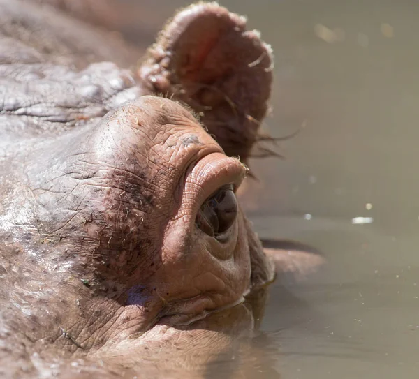 Portrait d'un hippopotame dans l'eau — Photo