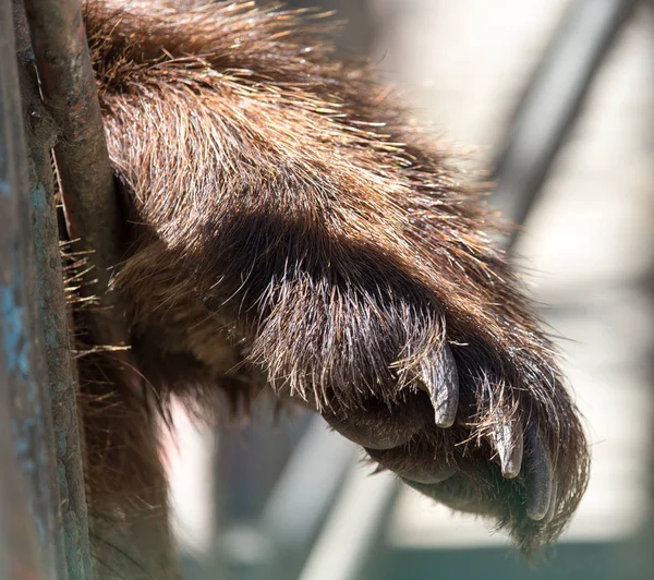Paw bear sitting in a cage in captivity — Stock Photo, Image