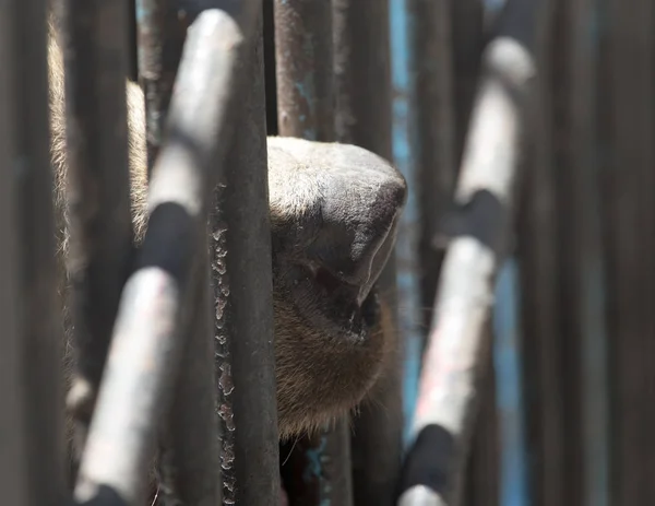 Ours dans une cage dans un zoo — Photo