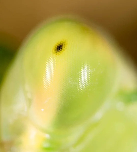 Mantis eyes. super macro — Stock Photo, Image