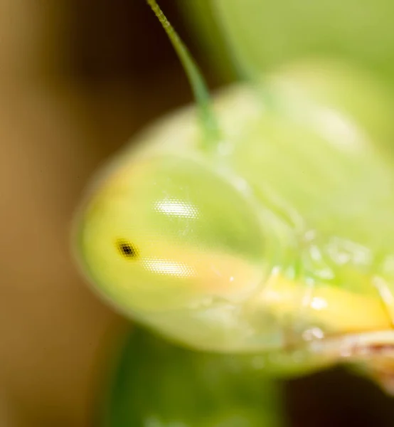 Mantis ogen. Super macro — Stockfoto