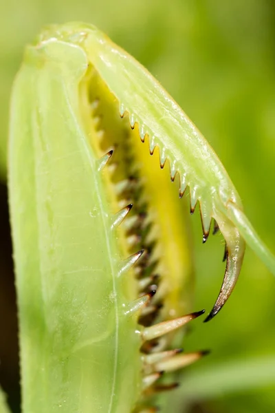 Paw mantis. super macro — Stock Photo, Image