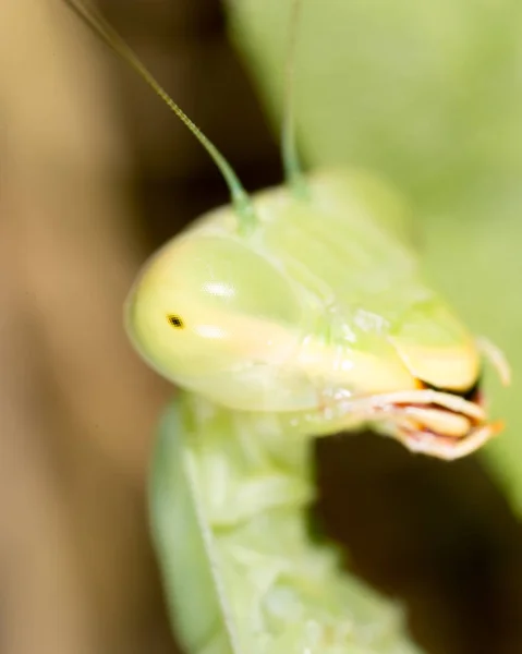 Porträt einer Gottesanbeterin. Supermakro — Stockfoto