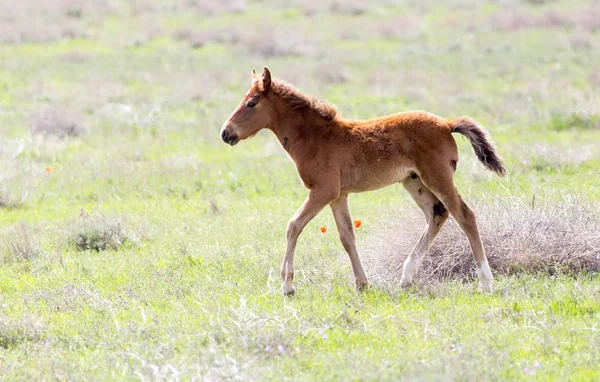 A horse in a pasture in nature — Stock Photo, Image