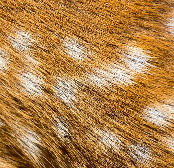 Deer fur deer skin texture background — Stock Photo, Image