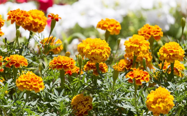 Mooie gele bloemen op de natuur — Stockfoto