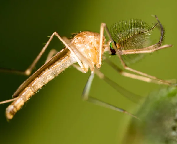Szúnyog a természetben. szuper makró — Stock Fotó