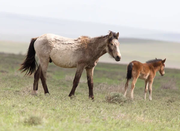 Kůň na pastvině v přírodě — Stock fotografie