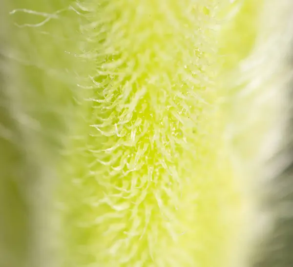 Зеленое растение. супер макрос — стоковое фото