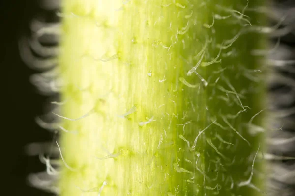 Yeşil bitki. Super makro — Stok fotoğraf