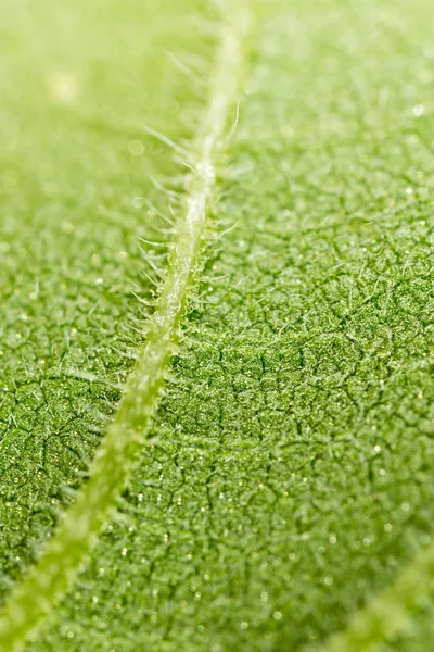 Groene plant. Super macro — Stockfoto